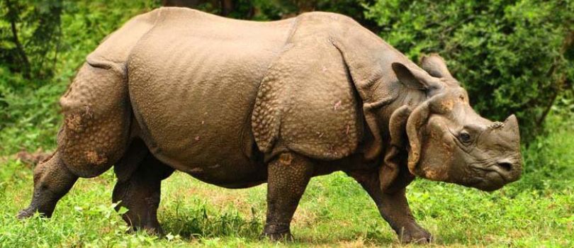 Royal Manas National Park