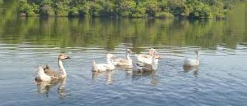 Goa Honeymoon Tour Package