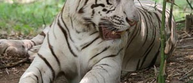 1 Day / 2 night on Weekend - Mysore, Bandipur, Nagarhole, Bangalore, Chitradurga, Madikere Tour