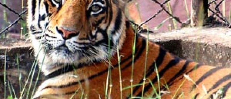 3Nights 4Days delhi to Manali package