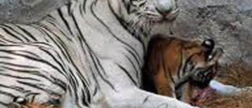 Agra & Gwalior 4 Days Budget Holiday Package