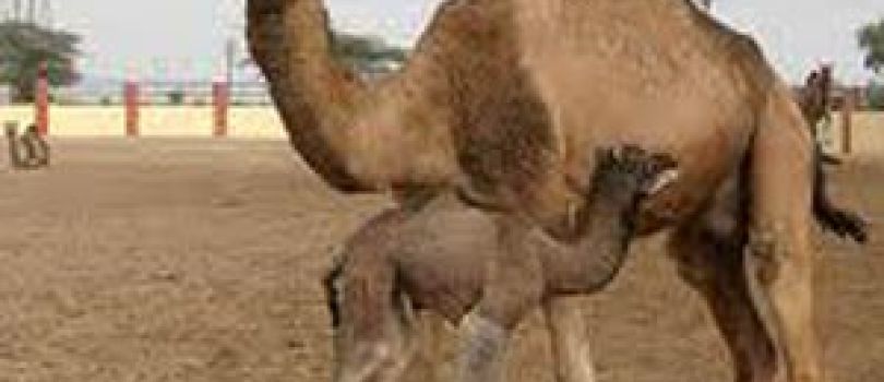 A Journey to Rajasthan Tour