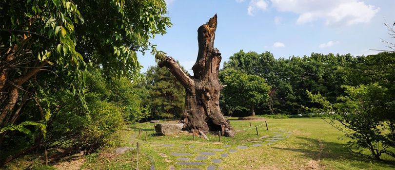 The Hwaseong Mulhyanggi Arboretum