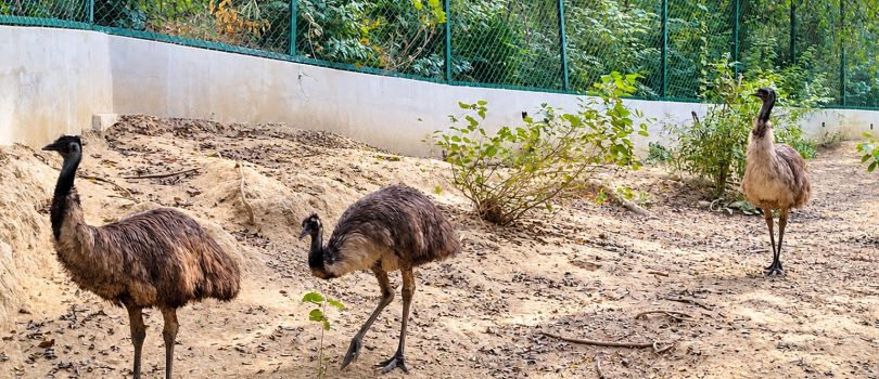 Allen Forest Zoo