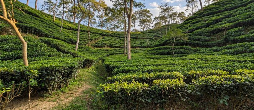 Tea Garden of Srimangal