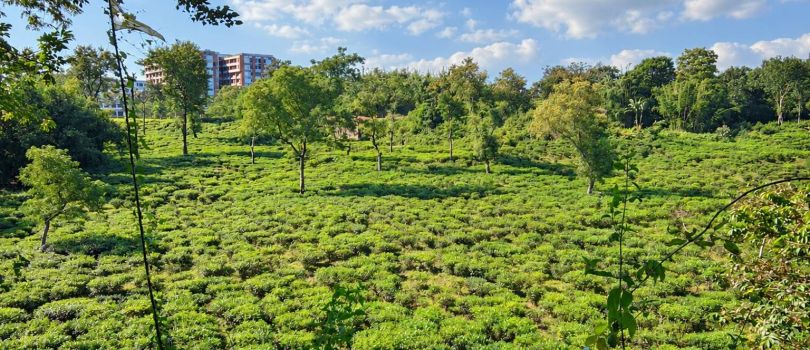 Tea Garden of Sylhet