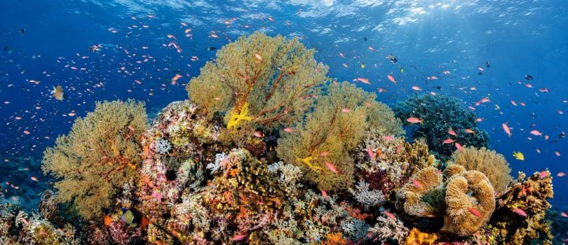 Tubbataha Reefs Natural Park
