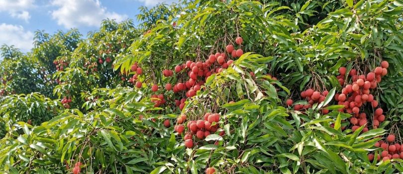 Litchi Gardens