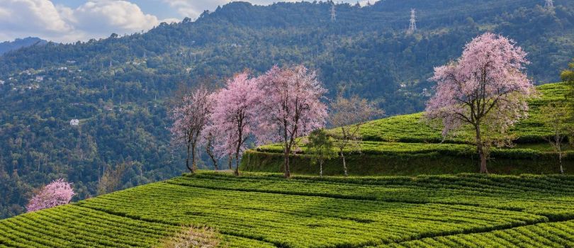 Gangtok & Pelling Tour Package - 5 Days Budget