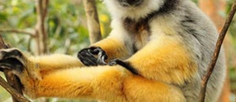 Andasibe-Mantadia National Park