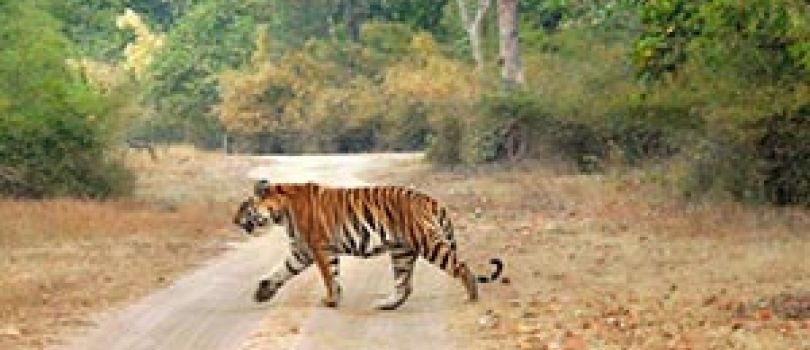 Tiger Temples Tour With Mumbai