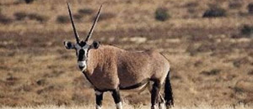 Kalahari Gemsbok National Park