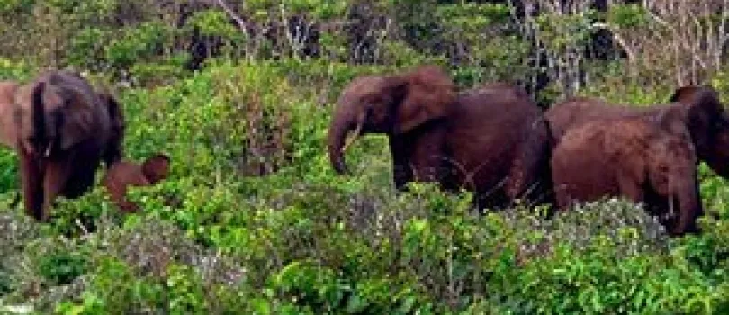 Loango National Park