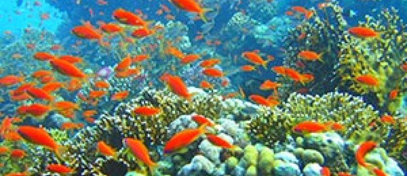 Ras Mohamed National Park