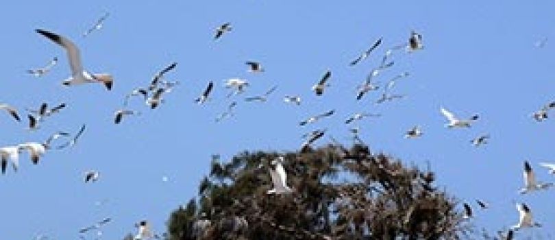 Tanji River (Karinti) Bird Reserve