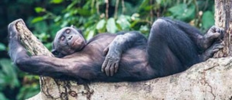 Aac Bonobo Nursery Sanctuary