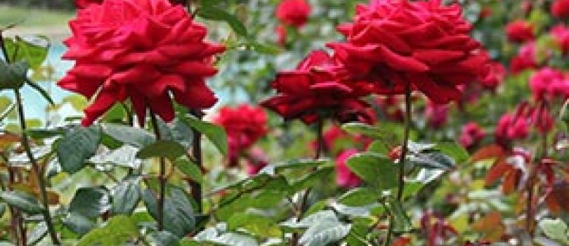 Delhi 2N Shimla 3N Manali 1N Chandigarh Delhi 6N/7D Tour
