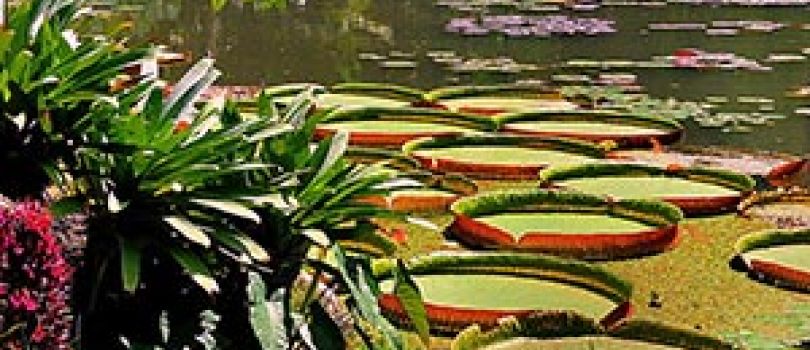 Jardim Botanico