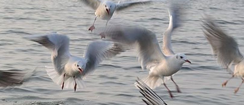 Nal Sarovar Bird Sanctuary