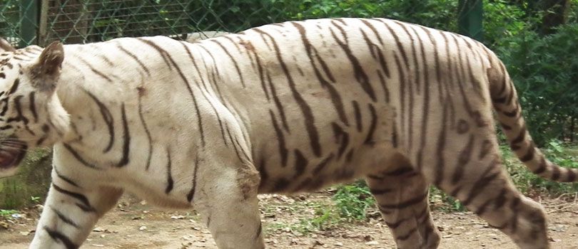 Bannnerghatta National Park