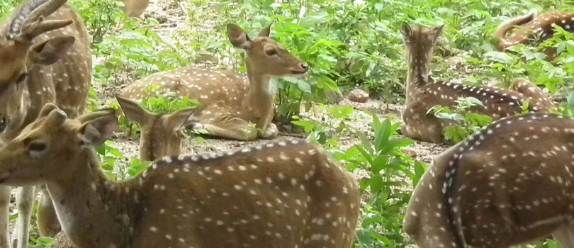 Nehru Zoological Park
