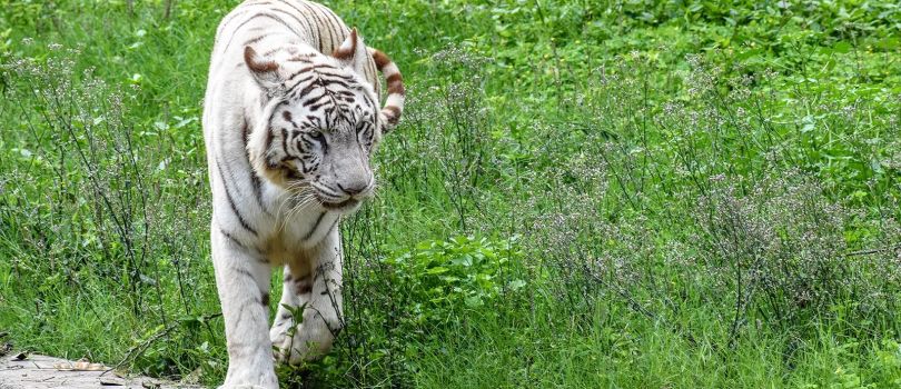 Zoological Park