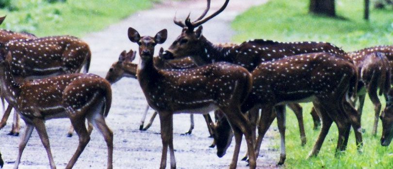 Nagarhole National Park
