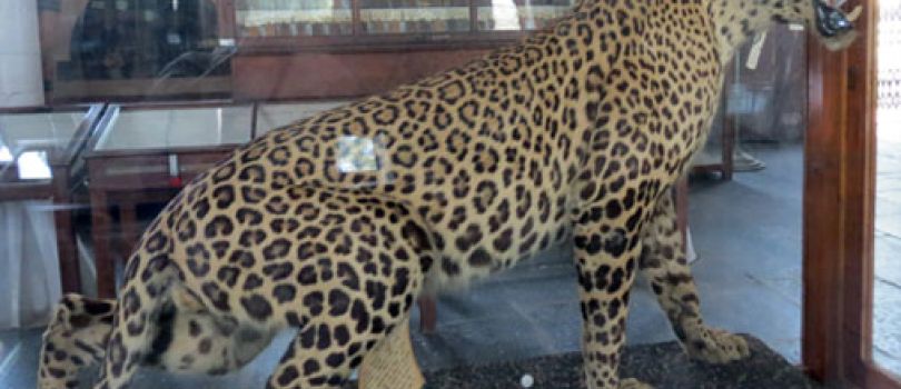 Forest College Museum