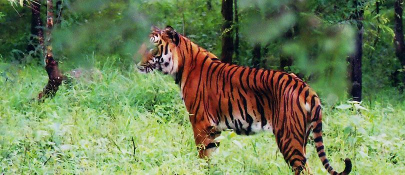 Bhadra Wildlife Sanctuary