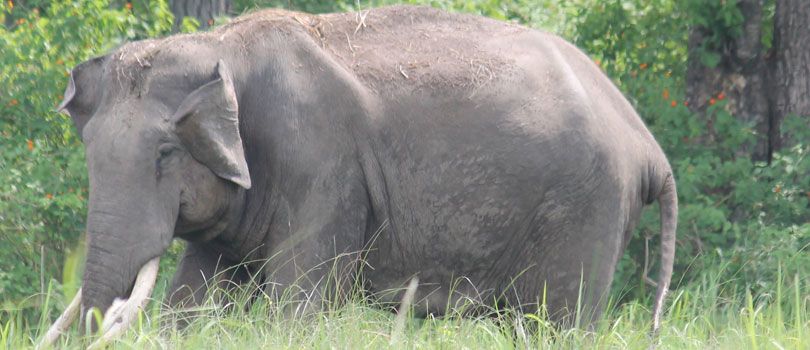 Wayanad Wildlife Sanctuary