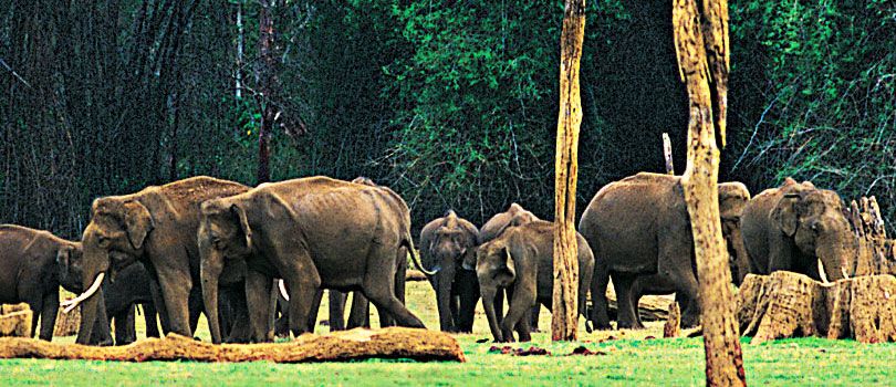 Idukki Wildlife Sanctuary