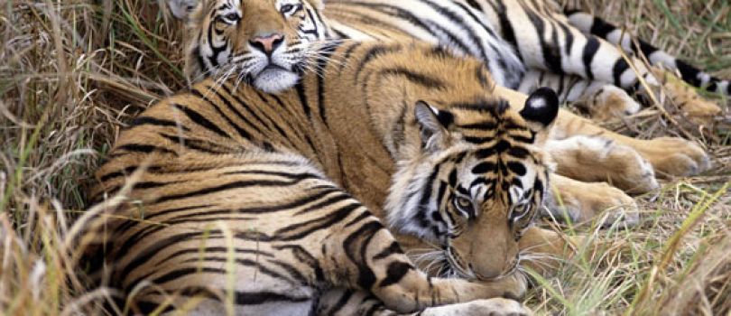 Keibul Lamjao National Park