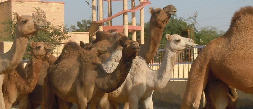 Camel Breeding Farms