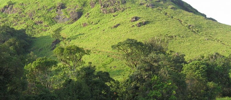 Mountain Trekking in Chembra Peak