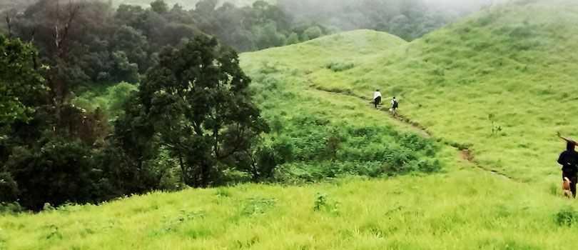 Jungle Trekking in  Shimoga