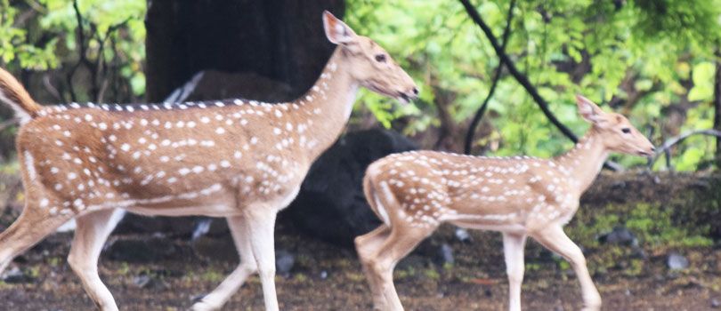 Sanjay National Park