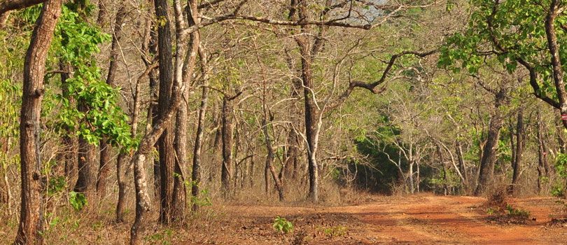 Cotigao Wildlife Sanctuary