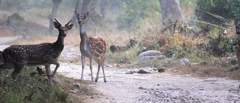 Corbett National Park
