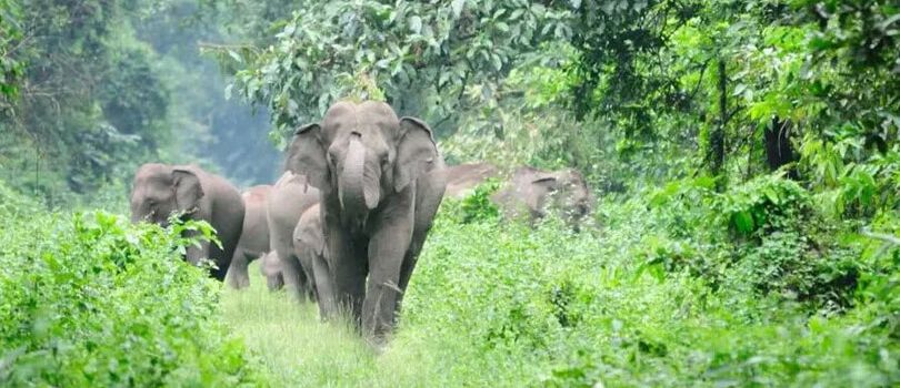 Sessa Orchid Sanctuary