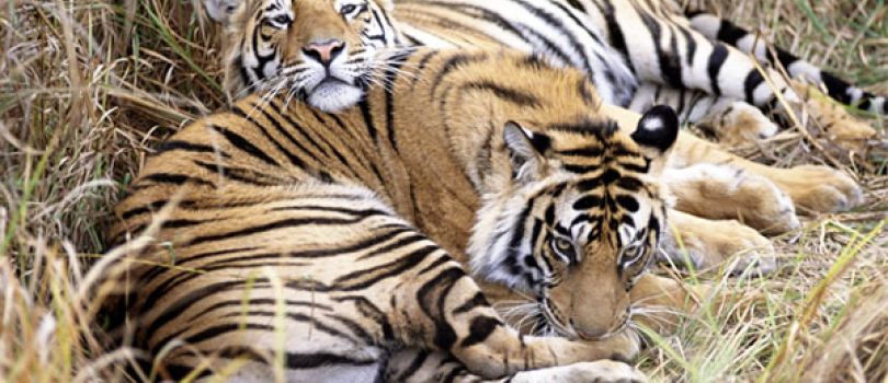 Keibul Lamjao National Park