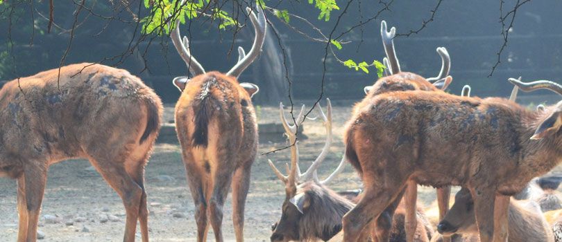 Delhi Zoo