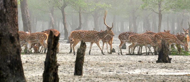 Sunderbans National Park