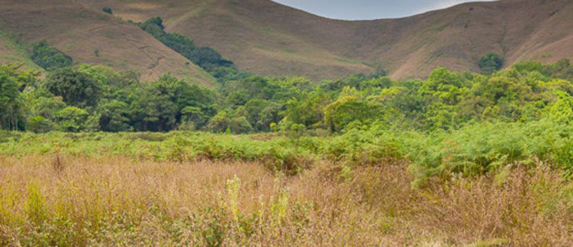 Jungle Trekking in Kudremukh