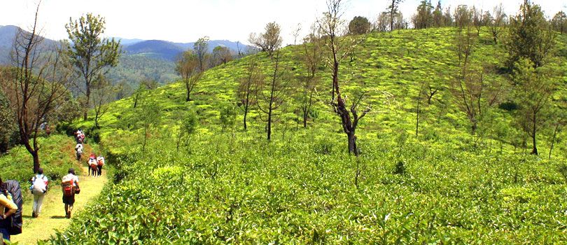 Nilgiri Trek