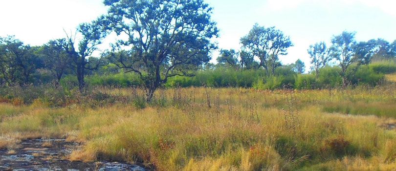 Phawngpui National Park