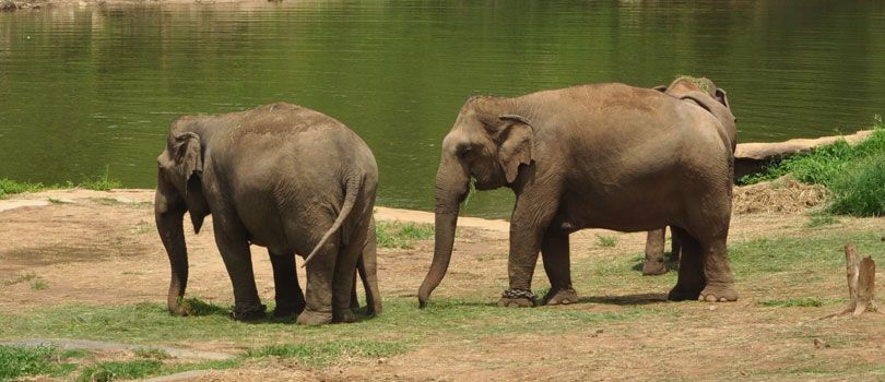 Bannerghatta National Park
