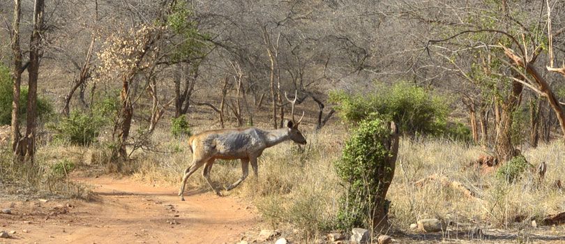Sariska National Park