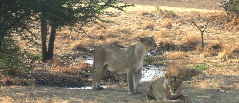 Sasan Gir Wildlife Sanctuary