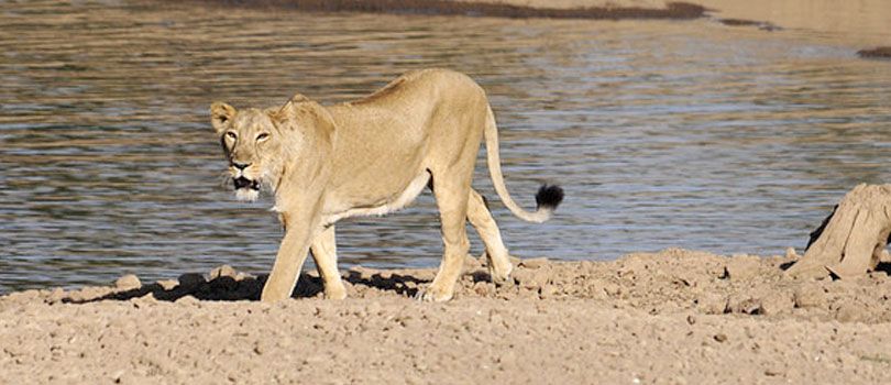 Gir Forest National Park