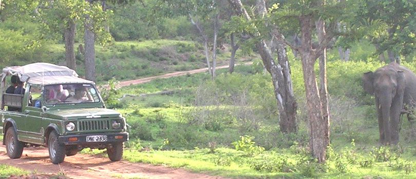 Bandipur National Park
